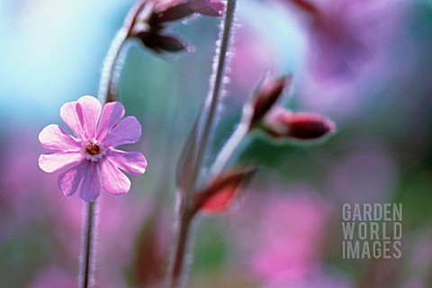 SILENE_DIOICA_CAMPION__RED