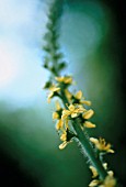 AGRIMONIA EUPATORIA, AGRIMONY