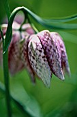 FRITILLARIA MELEAGRIS, FRITILLARY - SNAKES HEAD FRITILLARY