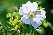 ROSA CANINA, ROSE, WILD ROSE, DOG ROSE