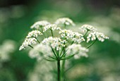 CARUM CARVI, CARAWAY