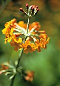 PRIMULA BULLEYANA, PRIMULA, PRIMROSE