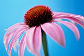 ECHINACEA PURPUREA, ECHINACEA, PURPLE CONEFLOWER