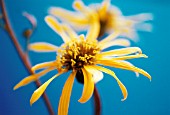 LIGULARIA DENDATA DESDEMONA, GOLDEN GROUNDSEL