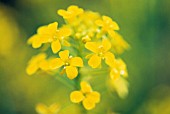 BRASSICA NIGRA, MUSTARD - BLACK MUSTARD