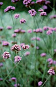 VERBENA BONARIENSIS, VERBENA, BRAZILIAN VERBENA