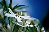 CHOISYA TERNATA AZTEC PEARL, MEXICAN ORANGE BLOSSOM