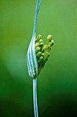 ALLIUM FLAVUM, ALLIUM