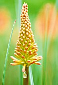 KNIPHOFIA CORAL FLAME