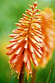 KNIPHOFIA CORAL FLAME, RED HOT POKER