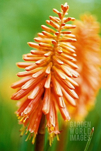 KNIPHOFIA_CORAL_FLAME_RED_HOT_POKER