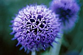 ECHINOPS BANNATICUS, GLOBE THISTLE