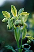 HELLEBORUS FOETIDUS, HELLEBORE - STINKING HELLEBORE