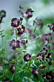 GERANIUM PHAEUM, GERANIUM - MOURNING WIDOW