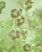 GERANIUM PHAEUM, GERANIUM - MOURNING WIDOW