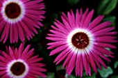 DOROTHEANTHUS BELLIDIFORMIS, MESEMBRYANTHEMUM