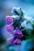 PULMONARIA OFFICINALIS, LUNGWORT