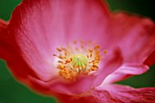 PAPAVER RHOEAS SHIRLEY SERIES, POPPY - SHIRLEY POPPY