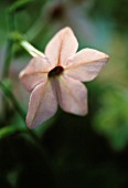 NICOTIANA X SANDERAE SALMON PINK