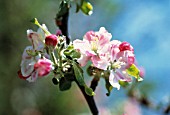 MALUS DOMESTICA, APPLE