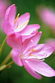 SCHIZOSTYLIS COCCINEA, KAFFIR LILY