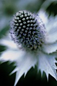 ERYNGIUM GIGANTEUM MISS WILMOTTS GHOST, SEA HOLLY - MISS WILMOTTS GHOST