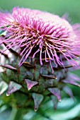 CYNARA CARDUNCULUS, CARDOON