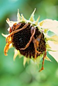 HELIANTHUS ANNUS, SUNFLOWER