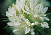 CLEOME HASSLERIANA, SPIDER FLOWER, CLEOME