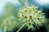 FATSIA JAPONICA, FATSIA