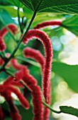 AMARANTHUS CAUDATUS, LOVE-LIES-BLEEDING