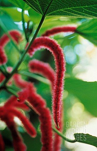 AMARANTHUS_CAUDATUS_LOVELIESBLEEDING