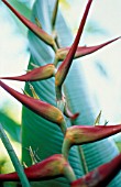 HELICONIA SCHIEDEANA, HELICONIA