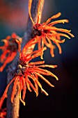 HAMAMELIS X INTERMEDIA JELENA, WITCH HAZEL