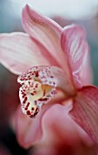 CYMBIDIUM, ORCHID