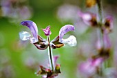 SALVIA SCLAREA VAR TURKESTANICA