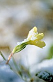 PRIMULA VULGARIS, PRIMROSE