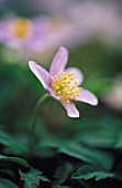 ANEMONE NEMOROSA, ANEMONE - WOOD ANEMONE