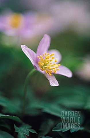 ANEMONE_NEMOROSA_ANEMONE__WOOD_ANEMONE