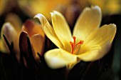 CROCUS CHRYSANTHUS, CROCUS