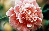 CAMELLIA JAPONICA LADY LOCH