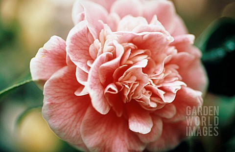 CAMELLIA_JAPONICA_LADY_LOCH