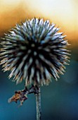 ECHINOPS RITRO, GLOBE THISTLE