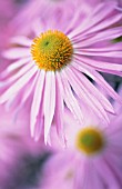 ASTER, DAISY