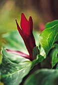 TRILLIUM CHLOROPETALUM GIGANTEUM