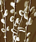 SALIX CAPREA, PUSSY WILLOW