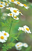 TANACETUM PARTHENIUM, FEVERFEW