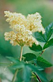 FILIPENDULA ULMARIA, MEADOW SWEET