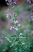 NEPETA CATARIA, CATMINT