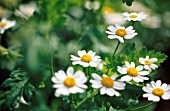 TANACETUM PARTHENIUM, FEVERFEW